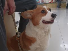 -美联众合动物医院·24h京西诊疗中心