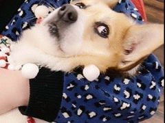 -豆柴町-柴犬主题狗咖(红鼎国际C座店)