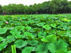 -荷塘月色湿地公园·向阳花洲