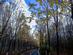 -绥化市森林植物园
