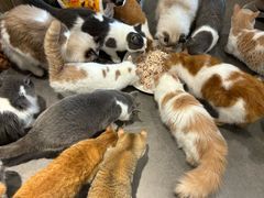 -飞行喵MR PILOT|猫舍·猫咖(静安大融城店)