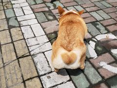 -PETKIT小佩宠物·低压洗护(国顺东路店)