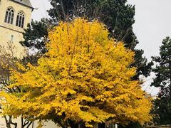 -圣莱奥德伽尔教堂