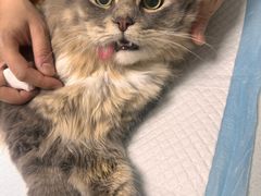 -宠颐生汉谟拉比宠物医院