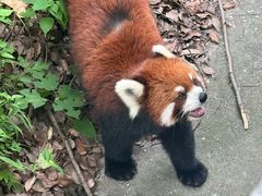 -合肥野生动物园