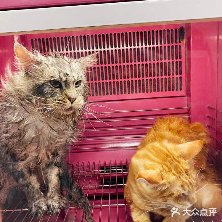 大缅因在烘干箱里被“舒服”彻底打败了