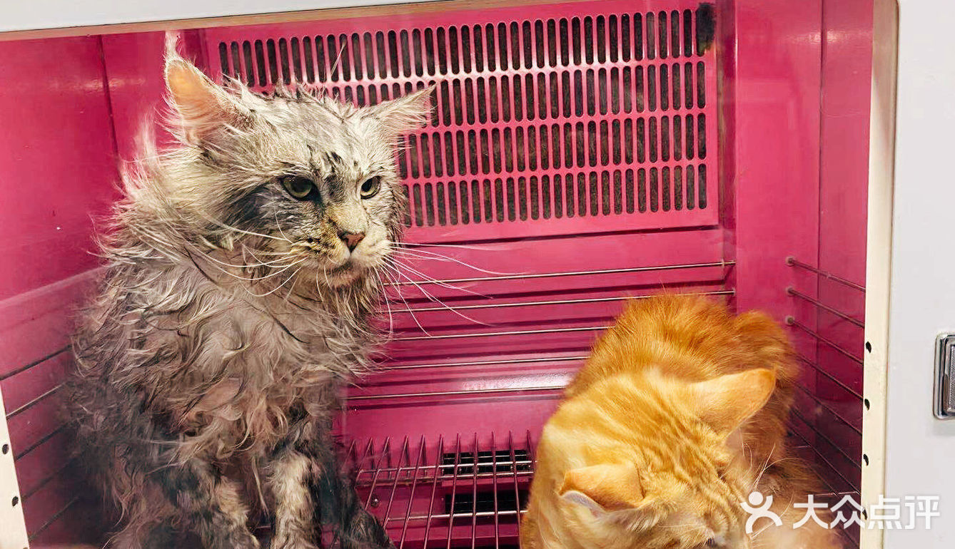 大缅因在烘干箱里被“舒服”彻底打败了