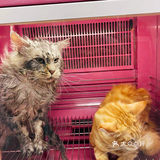 大缅因在烘干箱里被“舒服”彻底打败了