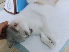 -乐派堂宠物医院·猫友好· 心脏科(东街店)