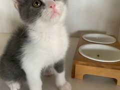 -东方名猫馆·英短金渐层布偶猫舍(环线广场1号楼店)