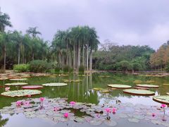 -中国科学院西双版纳热带植物园
