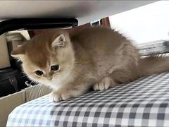 -喜猫·猫舍·洗护寄养