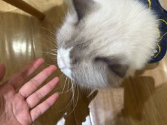 -滚猫咖啡·猫咖·猫友好撸猫(未来城店)
