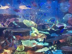 -迪拜帆船酒店海底餐厅