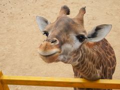 -西霞口神雕山野生动物世界
