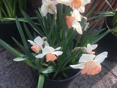 -富力希尔顿酒店·地阔自助餐厅