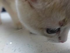 -宠颐生宠物医院·异宠猫科内科·诊疗中心宠巢店