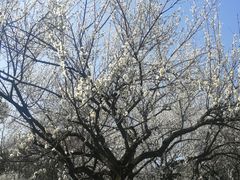 -杭州植物园