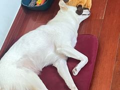 -艾吉宠物医院·疑难杂症转诊中心·猫友好(碧江路院)