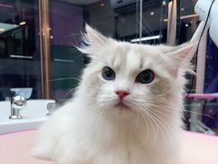 -FAELING PETS美天灵宠物(富力广场店)