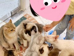 -猫域·湾主题猫咖·宠物吧(南坪城市广场店)
