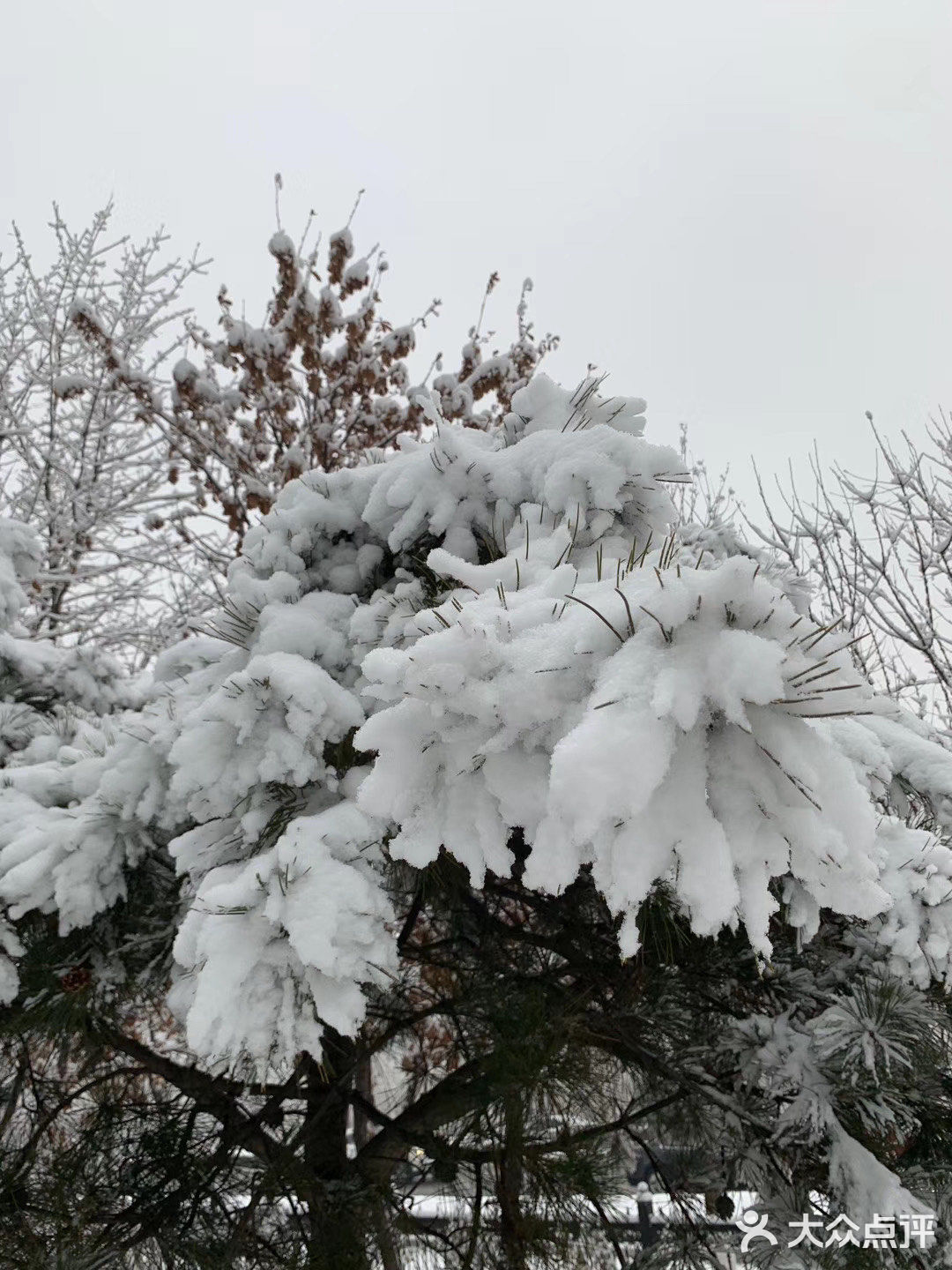白雪却嫌春色晚，故穿庭树作飞花