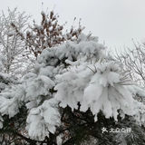 白雪却嫌春色晚，故穿庭树作飞花