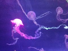 -海合安武汉极地海洋公园