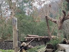 -都江堰中华大熊猫苑