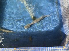 -鸿渡渔庄·特色鸭咀鱼