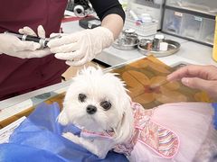 -美联众合动物医院·24h京西诊疗中心