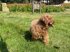 -爱侣宠医·鹦鹉专科·小型哺乳类·异宠专科(灵石路店)