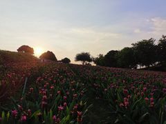 -松山湖梦幻百花洲