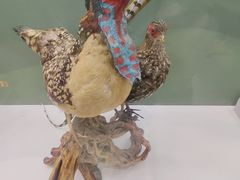 -国家自然博物馆