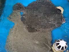 -87号烧烤海鲜·大排档(金沙滩店)