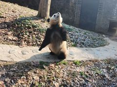 -都江堰中华大熊猫苑
