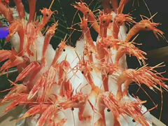-海鼎荟海鲜姿造(泉州仟禧店)