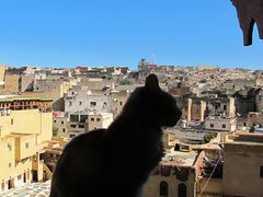 -穆莱拉赫制革厂