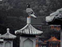 -珠海圆明新园