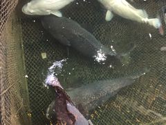 -蓝湾碧波·老字号·疍家非遗海上餐厅