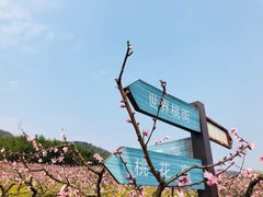 -新建村梅花