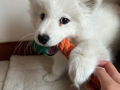 -pd派德宠物中心医院24H急重症·眼科中心·血液透析中心(嵩山北路店)