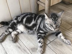 -海边的猫和咖啡馆