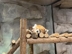 -Zoolung Zoolung动物主题公园(海信广场店)