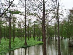 -大莲湖农家乐(青西郊野公园店)