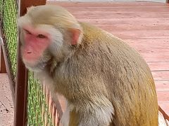 -南湾猴岛+椰田古寨一日游