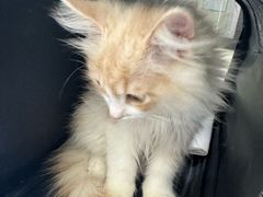 -天宠宠物医院24小时·急重症诊疗中心·全科·腔镜特色(和平分院)