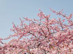 -上海辰山植物园