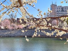 -桃花堤公园