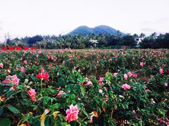 -亚龙湾国际玫瑰谷